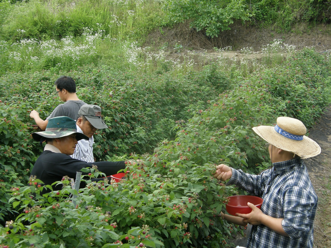 제3남선교회 "복분자따기" 농촌체험봉사활동 사진